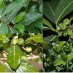 cara mengolah daun awar awar