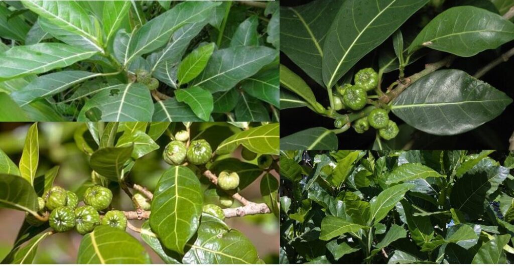 cara mengolah daun awar awar