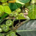 efek samping daun awar awar