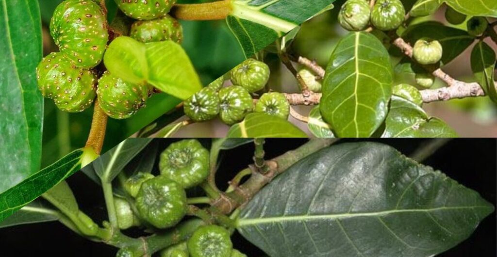 efek samping daun awar awar