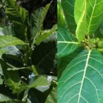 tanaman awar awar obat tradisional