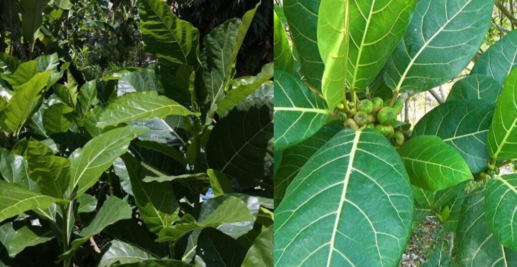 tanaman awar awar obat tradisional