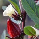 manfaat rosella putih