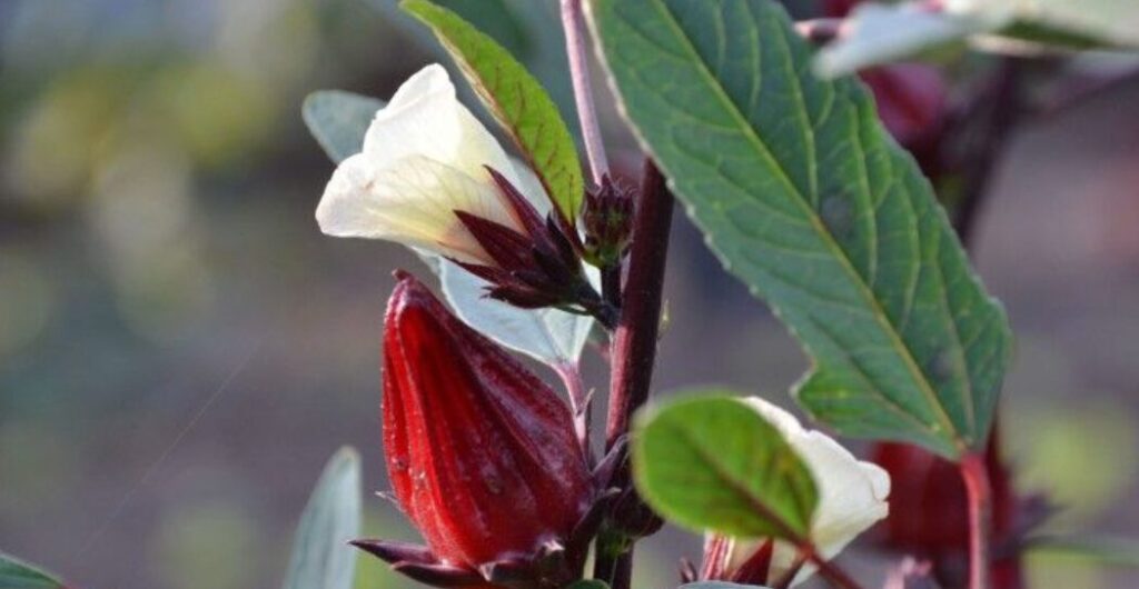 manfaat rosella putih