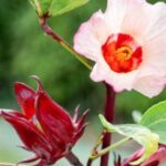 rosella putih sebagai antioksidan