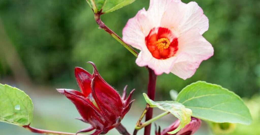 rosella putih sebagai antioksidan