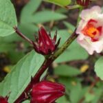 rosella putih untuk meningkatkan imun