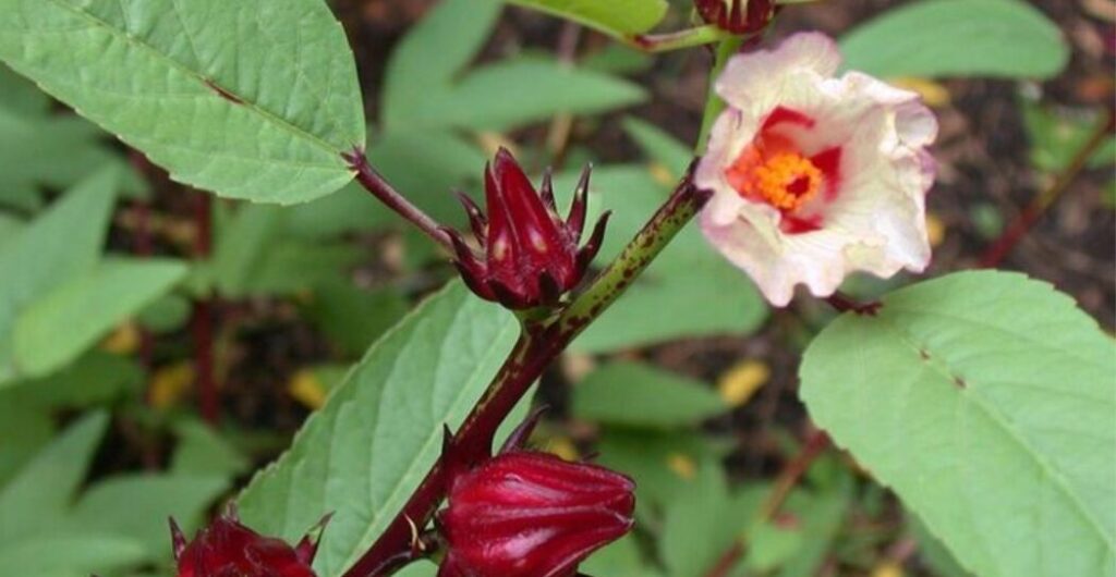 rosella putih untuk meningkatkan imun