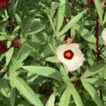 rosella putih untuk tekanan darah