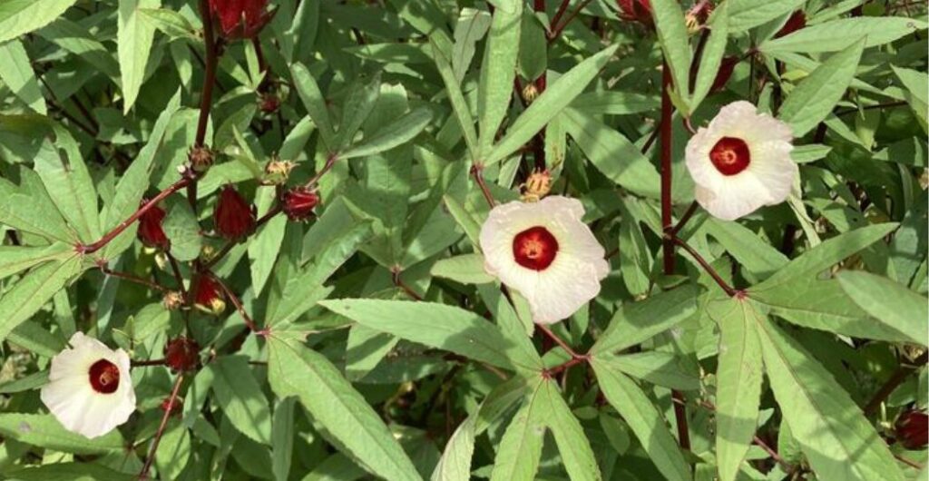 rosella putih untuk tekanan darah