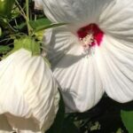 rosella putih menurunkan kolesterol