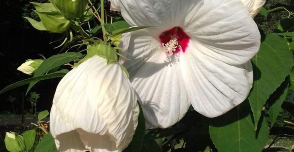 rosella putih menurunkan kolesterol