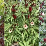 rosella putih untuk pencernaan