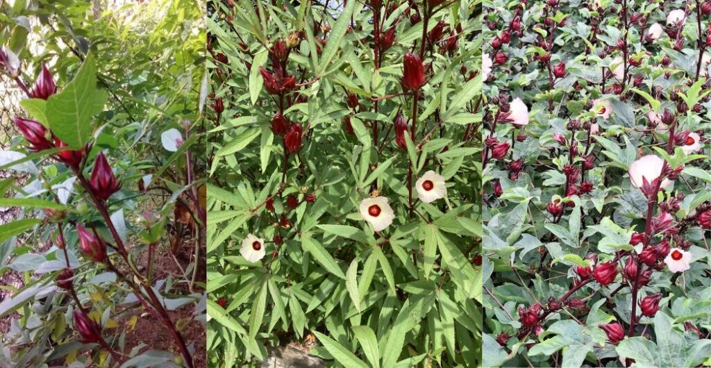 rosella putih untuk pencernaan