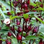 rosella putih untuk detoks