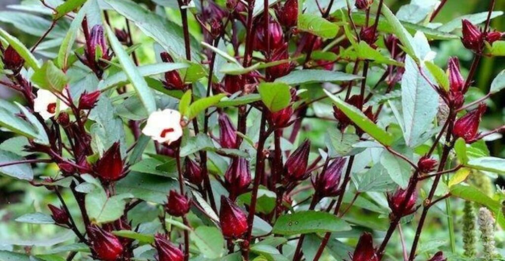 rosella putih untuk detoks