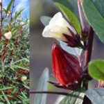 rosella putih untuk jantung