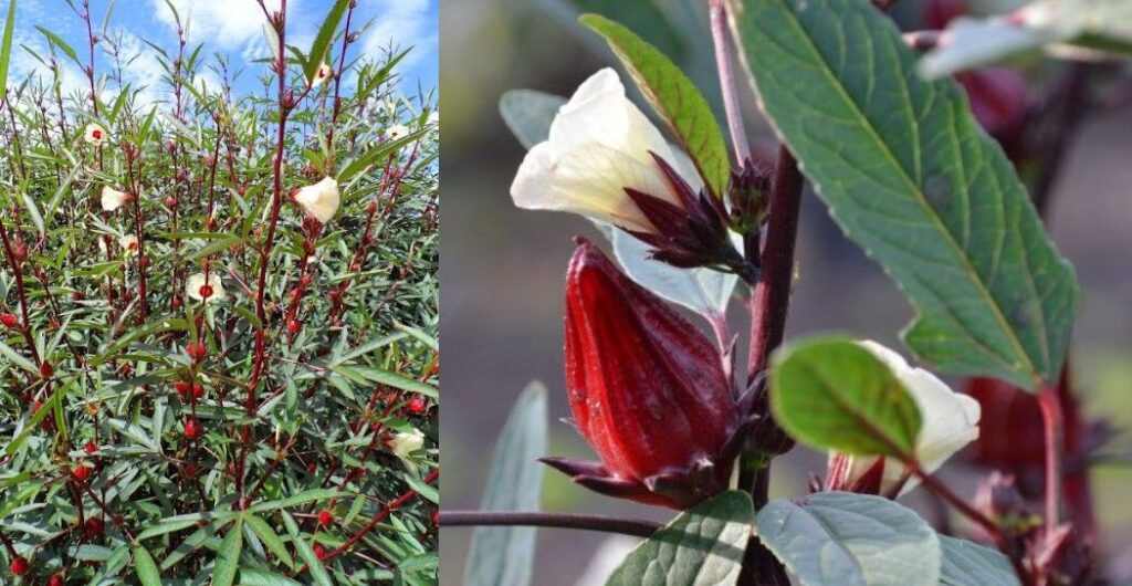 rosella putih untuk jantung