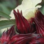 rosella putih untuk jantung