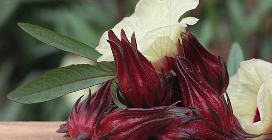 rosella putih untuk jantung