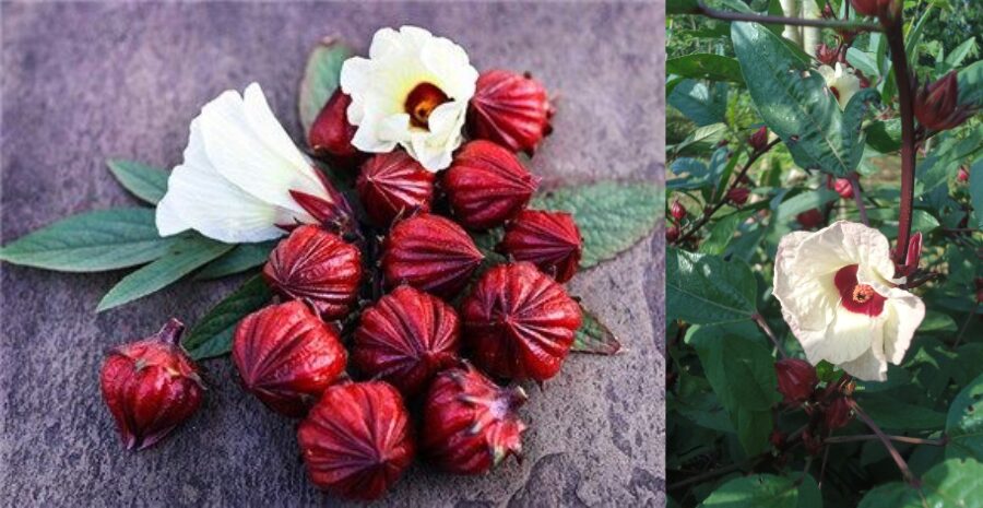 rosella putih untuk kesehatan kulit