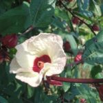 kandungan rosella putih