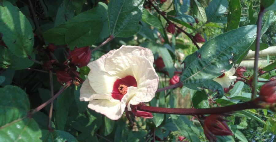 kandungan rosella putih