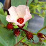 cara konsumsi rosella putih