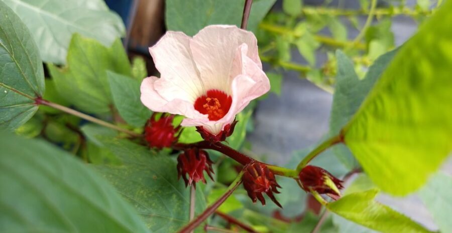 cara konsumsi rosella putih