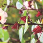 efek samping rosella putih