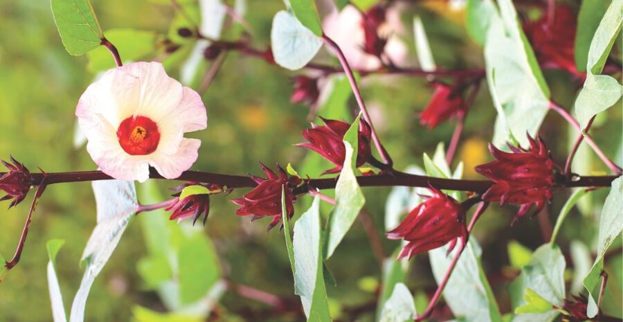 efek samping rosella putih