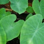 daun talas sebagai antioksidan alami