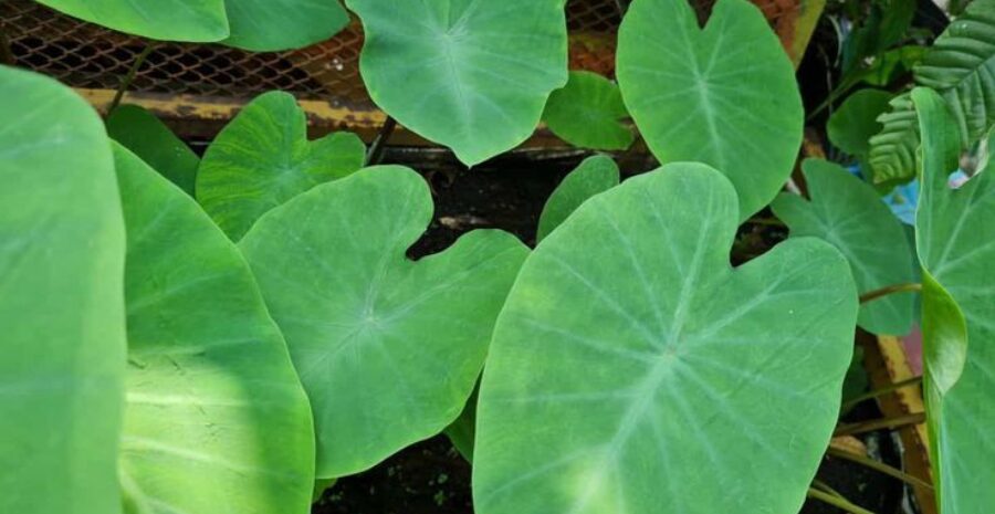 daun talas sebagai antioksidan alami