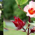 rosella putih sebagai bahan herbal