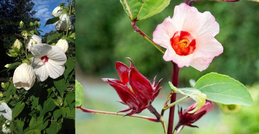 rosella putih sebagai bahan herbal