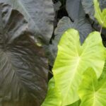 daun talas untuk meningkatkan imun