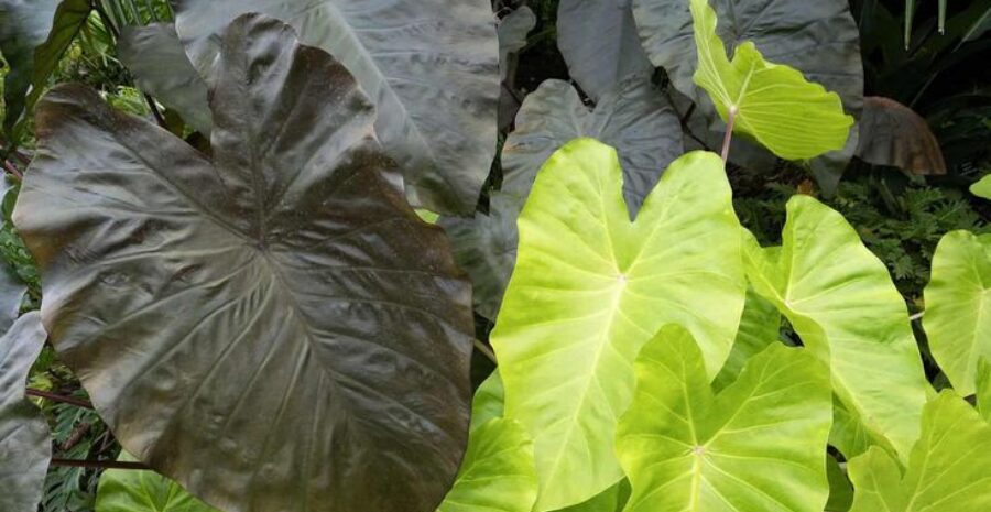 daun talas untuk meningkatkan imun