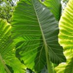 daun talas untuk kesehatan pencernaan