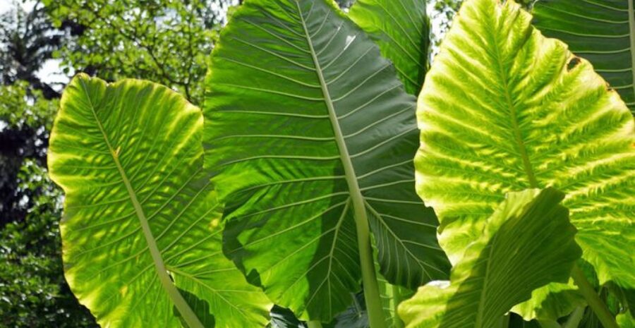 daun talas untuk kesehatan pencernaan