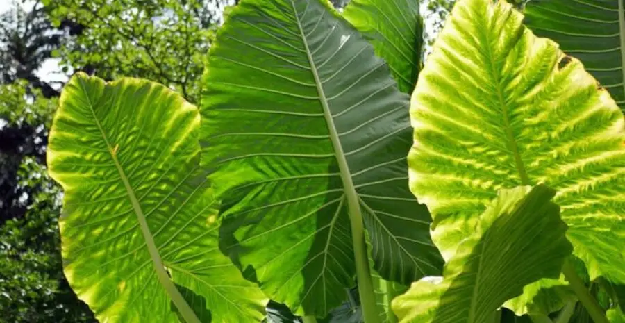 daun talas untuk kesehatan pencernaan