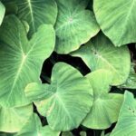 daun talas sebagai anti inflamasi