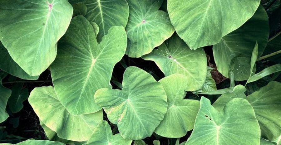 daun talas sebagai anti inflamasi