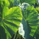 daun talas untuk kesehatan kulit