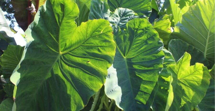 daun talas untuk kesehatan kulit