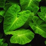 daun talas untuk luka