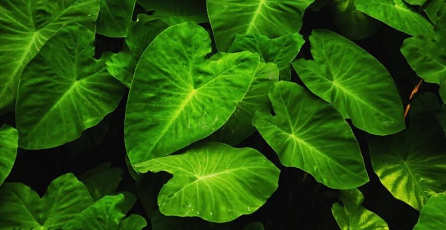 daun talas untuk luka