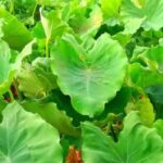 daun talas untuk nyeri sendi