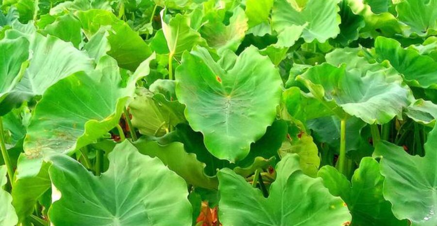 daun talas untuk nyeri sendi