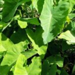 kandungan senyawa daun talas