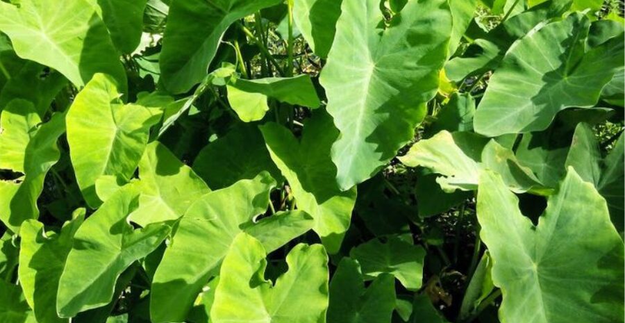 kandungan senyawa daun talas